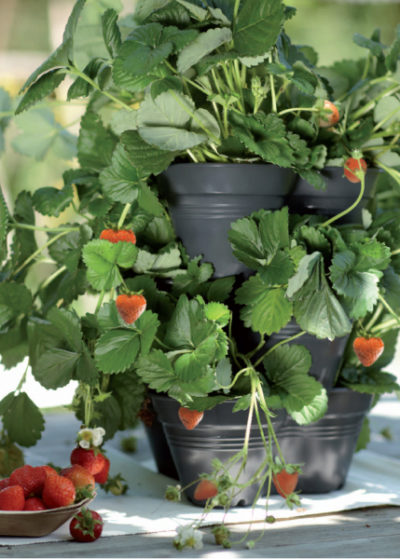 Stackable Pot 1 layer - 3 sections Stackable Pot 1 layer - 3 sections
